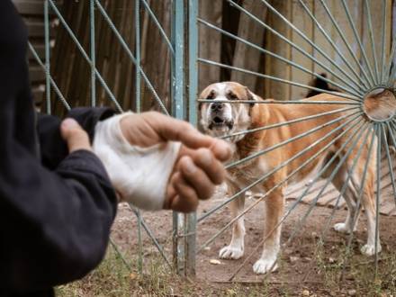 Champaign, IL dog bite lawyer
